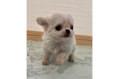 成約済の香川県のチワワ(ロングコート)-329660の14枚目