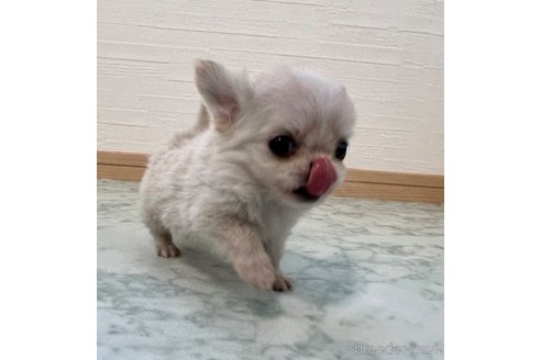 成約済の香川県のチワワ(ロングコート)-329660の7枚目