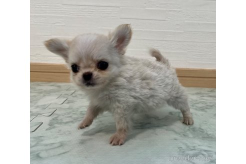 成約済の香川県のチワワ(ロングコート)-329660の5枚目