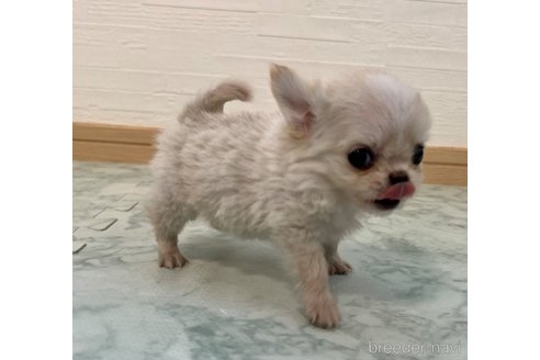 成約済の香川県のチワワ(ロングコート)-329660の4枚目