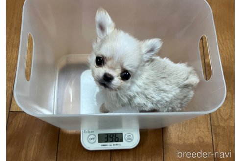 成約済の香川県のチワワ(ロングコート)-329660の3枚目