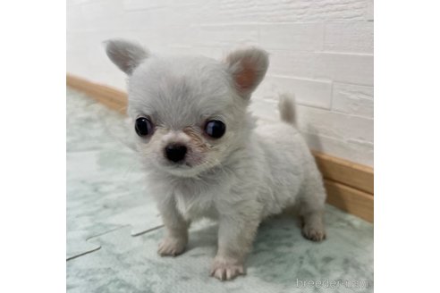 成約済の香川県のチワワ(ロングコート)-329661の1枚目