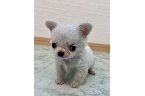 成約済の香川県のチワワ(ロングコート)-329661の15枚目
