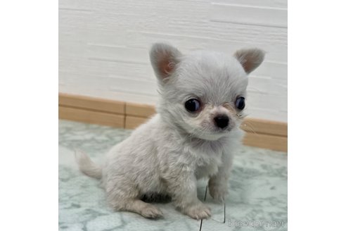 成約済の香川県のチワワ(ロングコート)-329661の2枚目