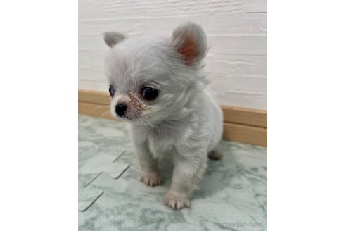 成約済の香川県のチワワ(ロングコート)-329661の4枚目