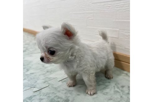 成約済の香川県のチワワ(ロングコート)-329661の5枚目