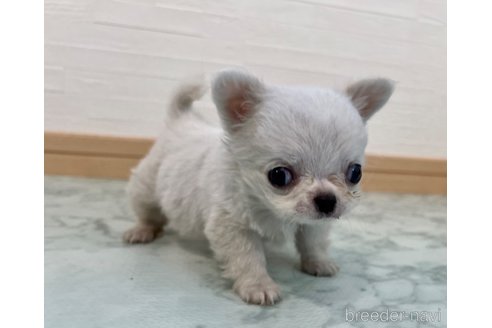 成約済の香川県のチワワ(ロングコート)-329661の13枚目