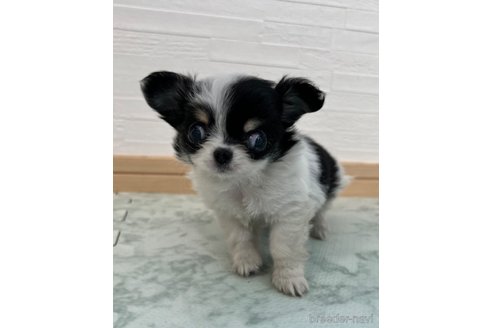 成約済の香川県のチワワ(ロングコート)-329663の1枚目