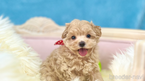成約済の茨城県のマルプー:マルチーズ×トイプードル-327634の1枚目