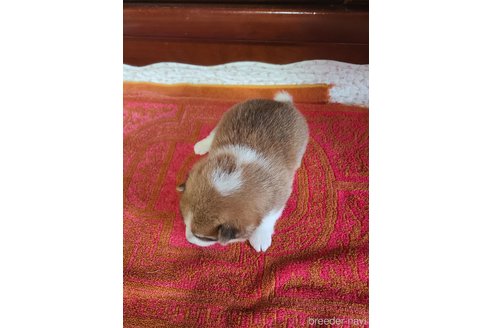 成約済の鹿児島県の豆柴-327751の3枚目