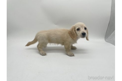 成約済の愛知県のミニチュアダックスフンド(ロングヘアード)-327195の4枚目