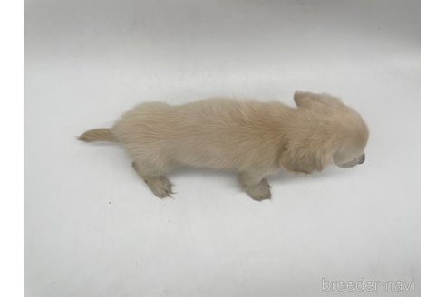 成約済の愛知県のミニチュアダックスフンド(ロングヘアード)-327195の2枚目