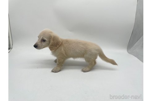 成約済の愛知県のミニチュアダックスフンド(ロングヘアード)-327195の3枚目