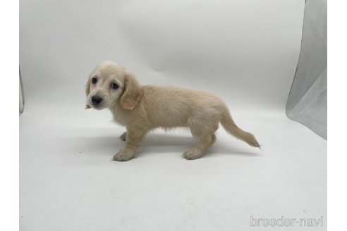 成約済の愛知県のミニチュアダックスフンド(ロングヘアード)-327195の5枚目