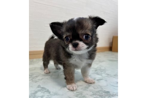成約済の香川県のチワワ(ロングコート)-325336の14枚目