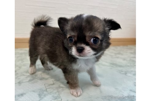 成約済の香川県のチワワ(ロングコート)-325336の3枚目