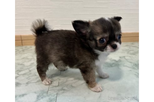 成約済の香川県のチワワ(ロングコート)-325336の7枚目