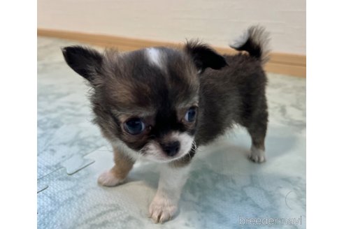 成約済の香川県のチワワ(ロングコート)-325336の8枚目