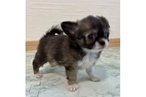 成約済の香川県のチワワ(ロングコート)-325336の9枚目