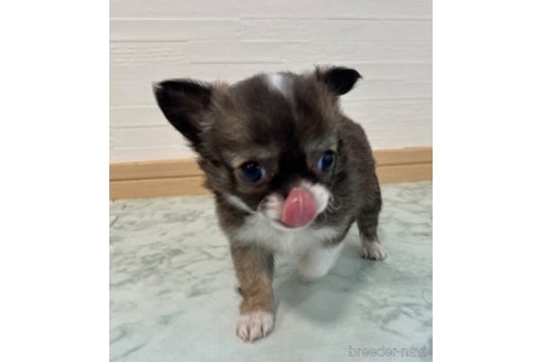 成約済の香川県のチワワ(ロングコート)-325336の10枚目