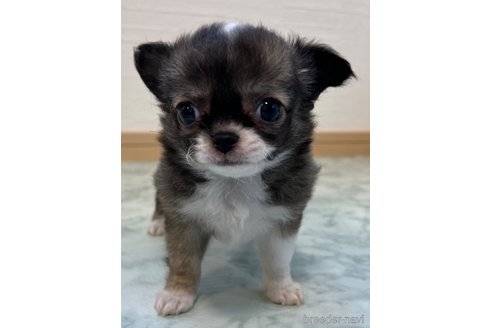 成約済の香川県のチワワ(ロングコート)-325336の11枚目