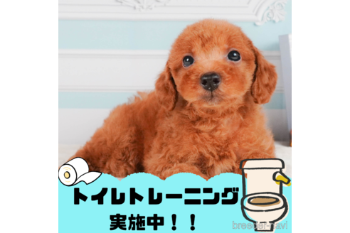 成約済の静岡県のトイプードル-323572の1枚目