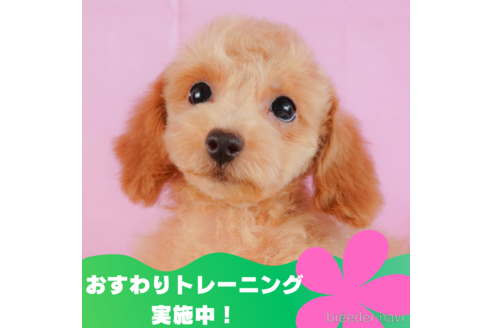 成約済の静岡県のトイプードル-319405の1枚目