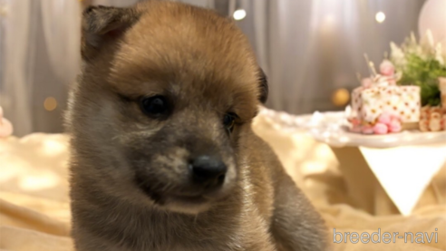 成約済の北海道の柴犬-327707の15枚目