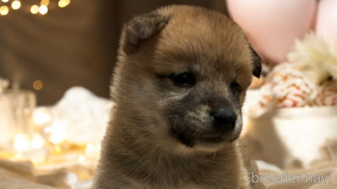 成約済の北海道の柴犬-327707の13枚目
