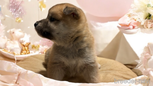 成約済の北海道の柴犬-327707の12枚目