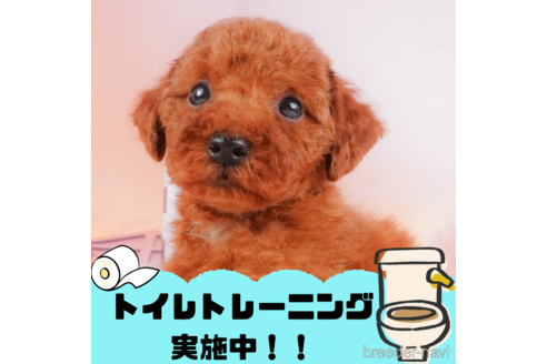 成約済の静岡県のトイプードル-322352の1枚目