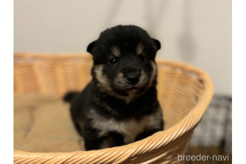 成約済の北海道の柴犬-329690の9枚目