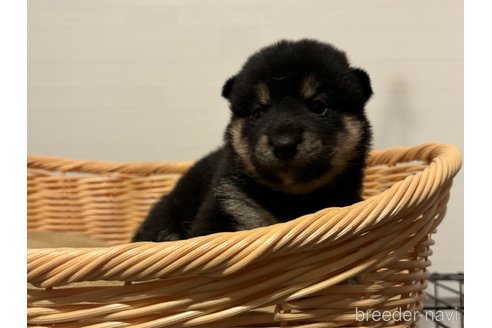成約済の北海道の柴犬-329690の7枚目