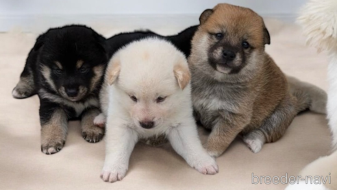 成約済の北海道の柴犬-329690の6枚目