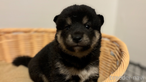 成約済の北海道の柴犬-329690の5枚目