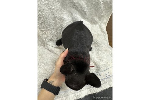 成約済の千葉県のフレンチブルドッグ-329729の17枚目