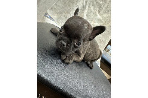 成約済の千葉県のフレンチブルドッグ-329731の11枚目