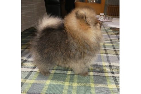 成約済の静岡県のポメラニアン-325847の5枚目