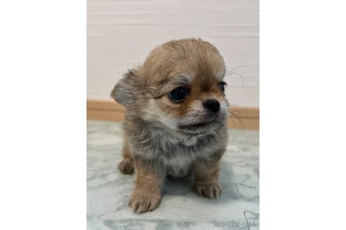 成約済の香川県のチワワ(ロングコート)-326225の10枚目