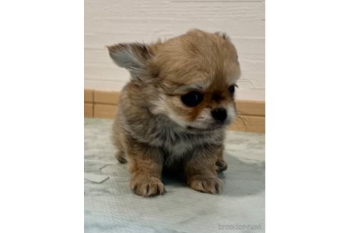 成約済の香川県のチワワ(ロングコート)-326225の11枚目