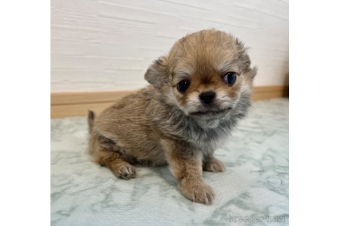 成約済の香川県のチワワ(ロングコート)-326225の4枚目