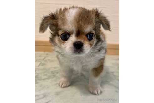 子犬