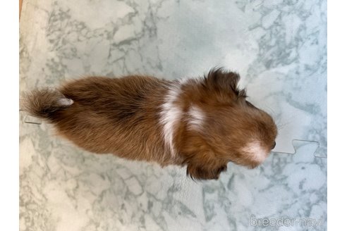 成約済の香川県のチワワ(ロングコート)-326227の4枚目