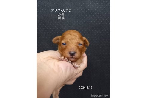 成約済の大阪府のタイニープードル-327031の4枚目