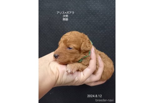 成約済の大阪府のタイニープードル-327031の3枚目