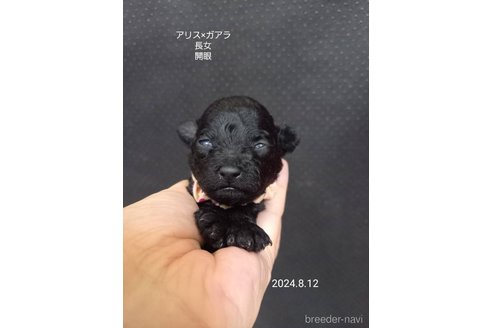 成約済の大阪府のタイニープードル-327029の7枚目
