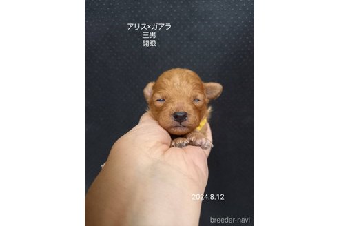 成約済の大阪府のタイニープードル-327033の3枚目