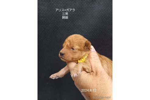 成約済の大阪府のタイニープードル-327033の4枚目
