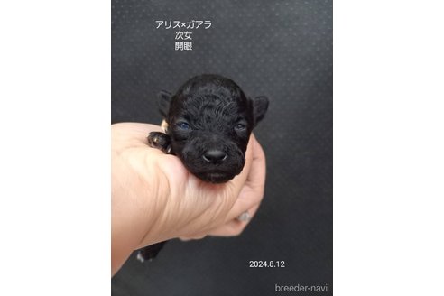 成約済の大阪府のタイニープードル-327032の5枚目