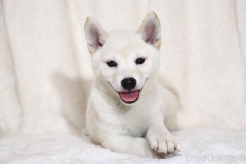 成約済の滋賀県の柴犬-323631の1枚目